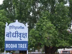 8. Pohon Bodhi